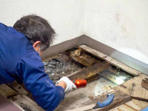 Best Office Mold Removal Services  in Woodhaven, MI