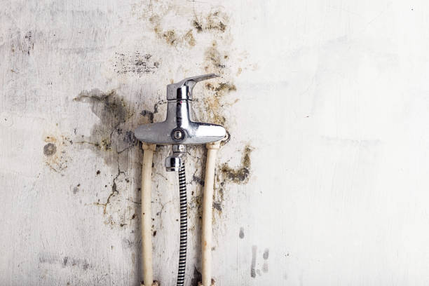 Best Certified Mold Removal  in Woodhaven, MI