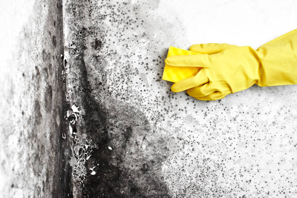 Best Same-Day Mold Removal  in Woodhaven, MI