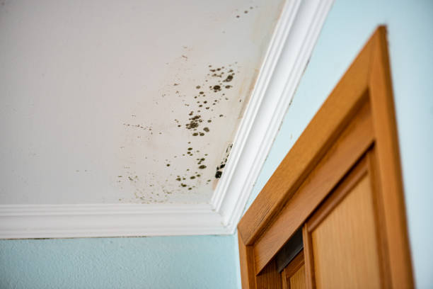 Best Home Mold Removal  in Woodhaven, MI
