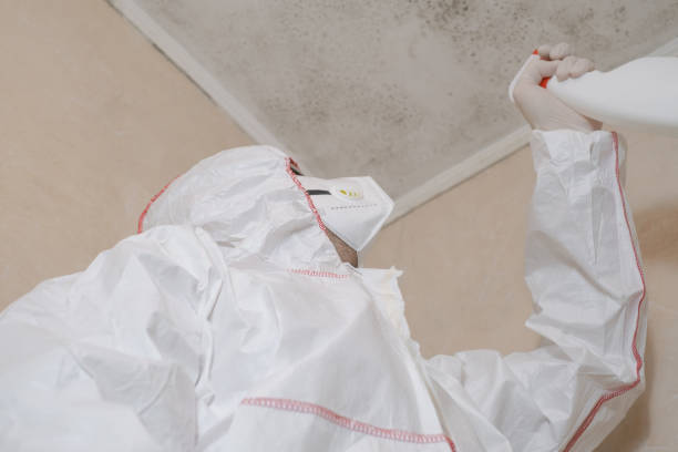 Best Mold Damage Repair  in Woodhaven, MI