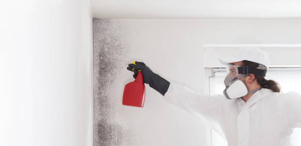 Best Toxic Mold Removal  in Woodhaven, MI
