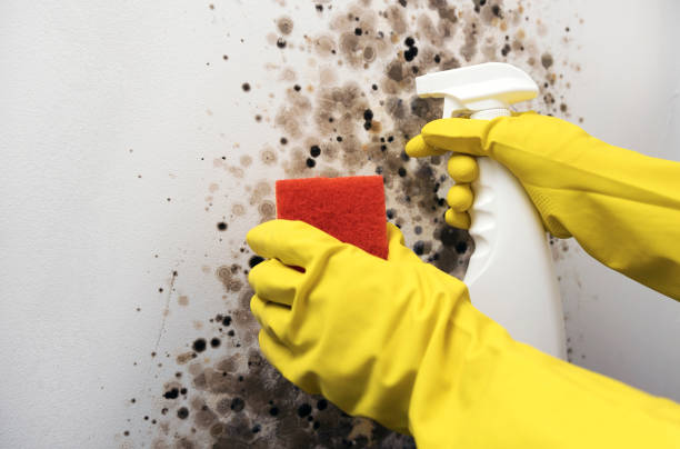 Woodhaven, MI Mold Removal Company