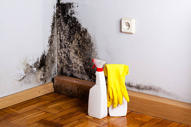 Best Home Mold Removal  in Woodhaven, MI
