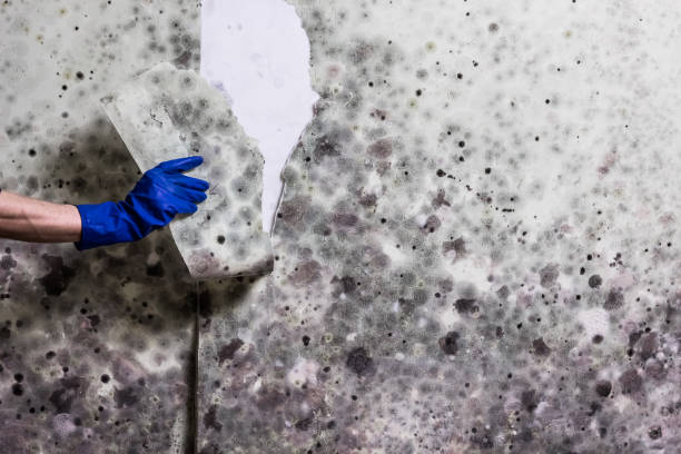 Mold Removal Process in Woodhaven, MI