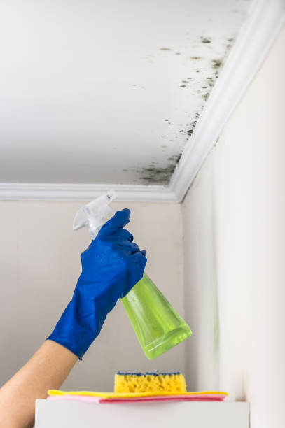 Best Water Damage Restoration  in Woodhaven, MI