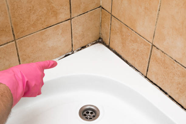 Home Mold Removal in Woodhaven, MI